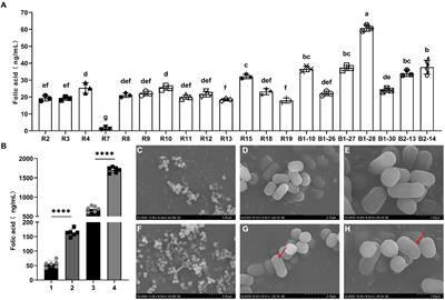 Effect of folA gene in human breast milk-derived Limosilactobacillus reuteri on its folate biosynthesis